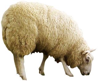 l-vo-sheep3