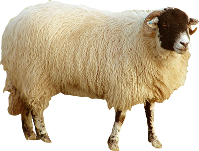 l-vo-sheep6