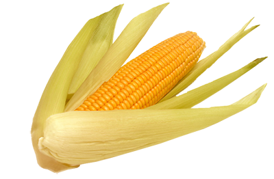 sbp4-corn